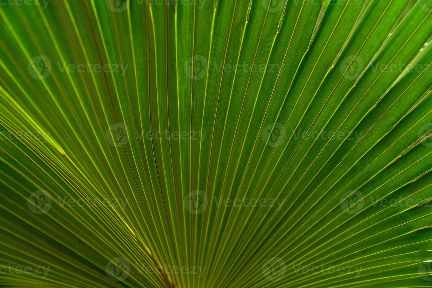 textura de hojas verdes, hoja tropical para el fondo de la naturaleza, árbol de follaje de palma de hoja foto