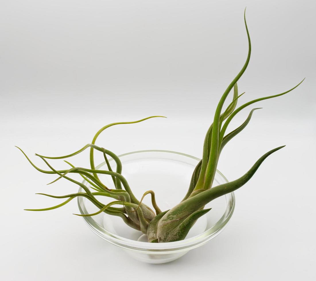 Tillandsia is a plant without roots. It absorbs its nutrients from the moisture present in the air. Plant care concept. photo