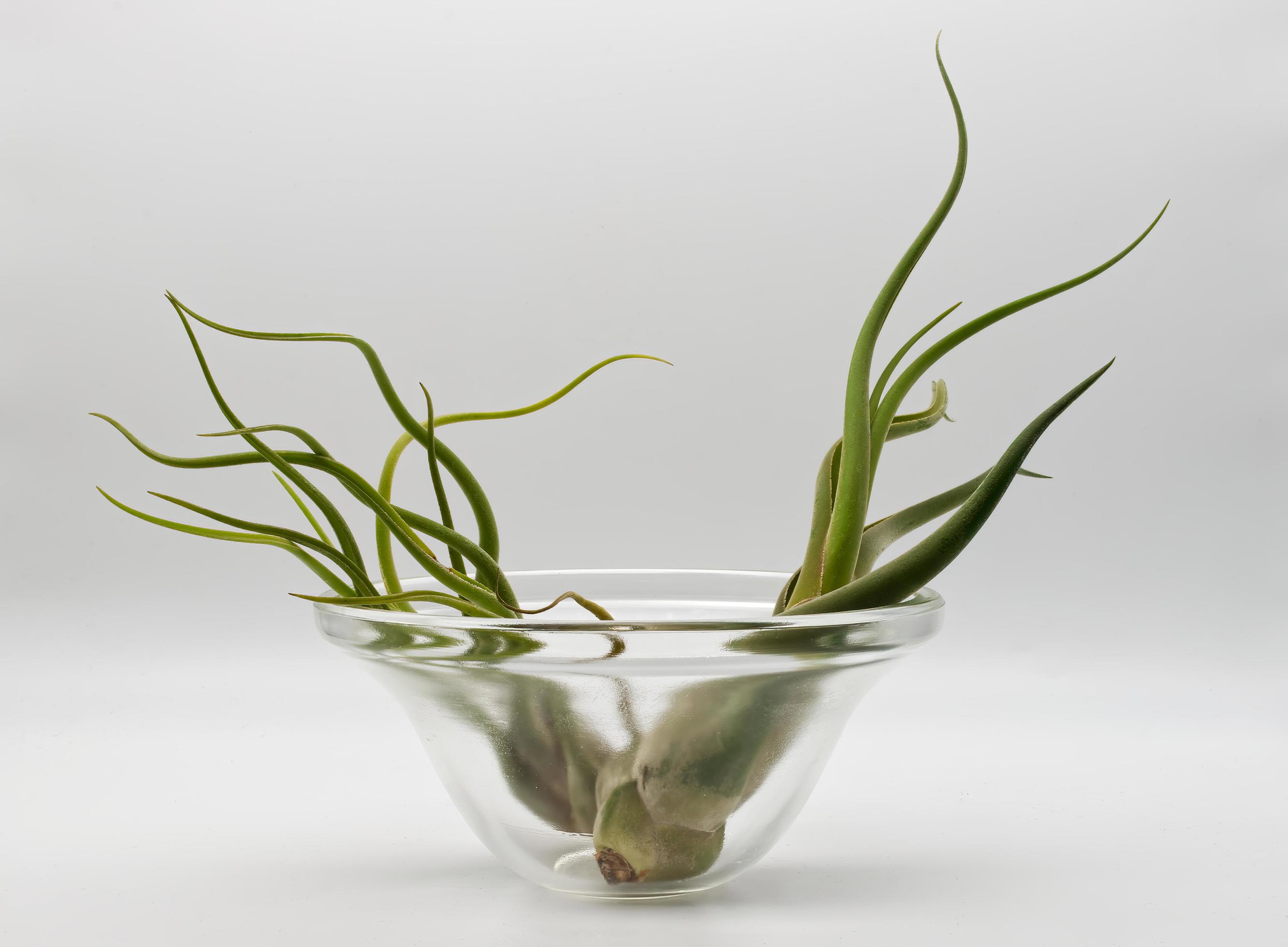 Tillandsia is a plant without roots. It absorbs its nutrients from the