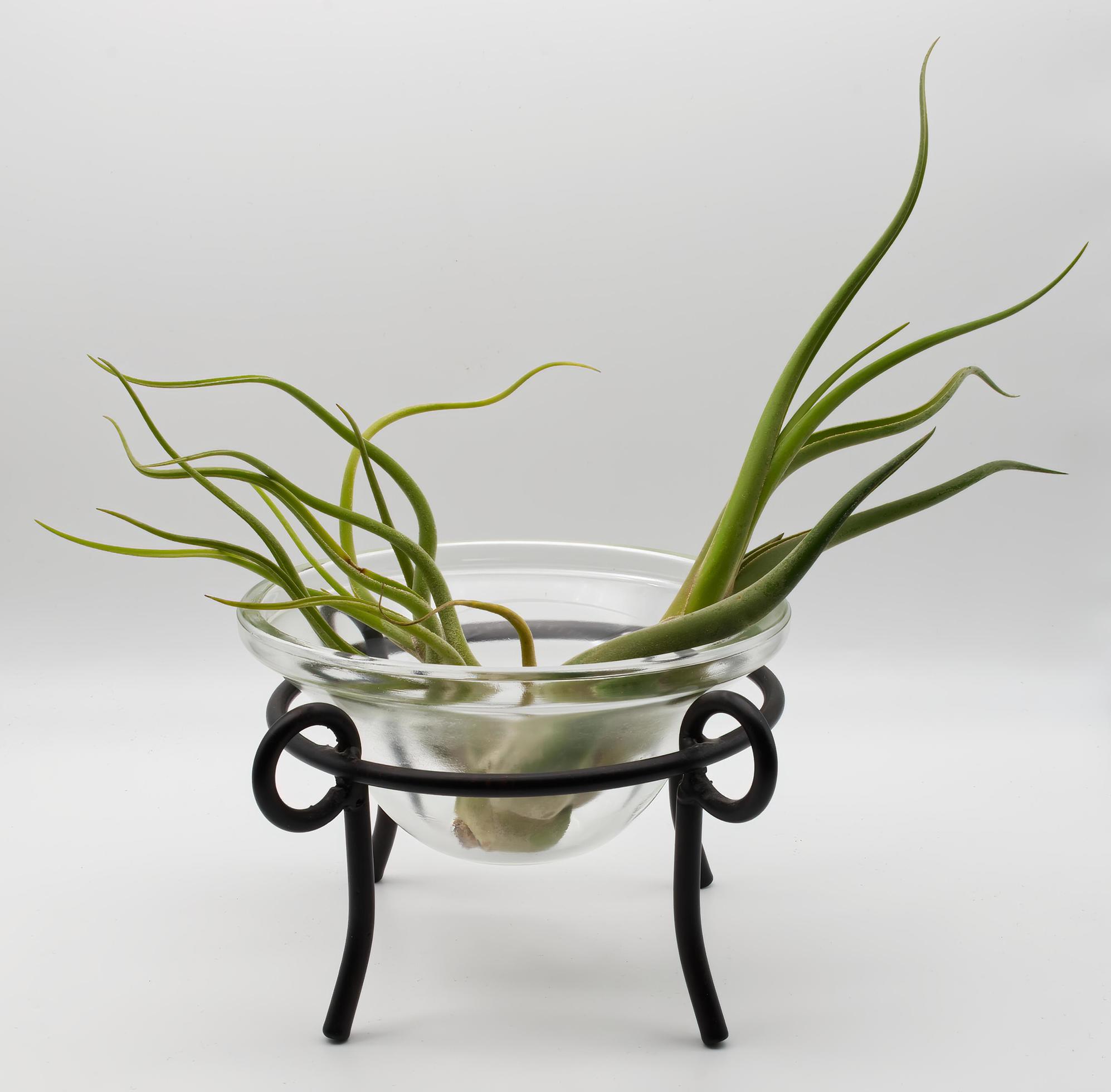 Tillandsia is a plant without roots. It absorbs its nutrients from the