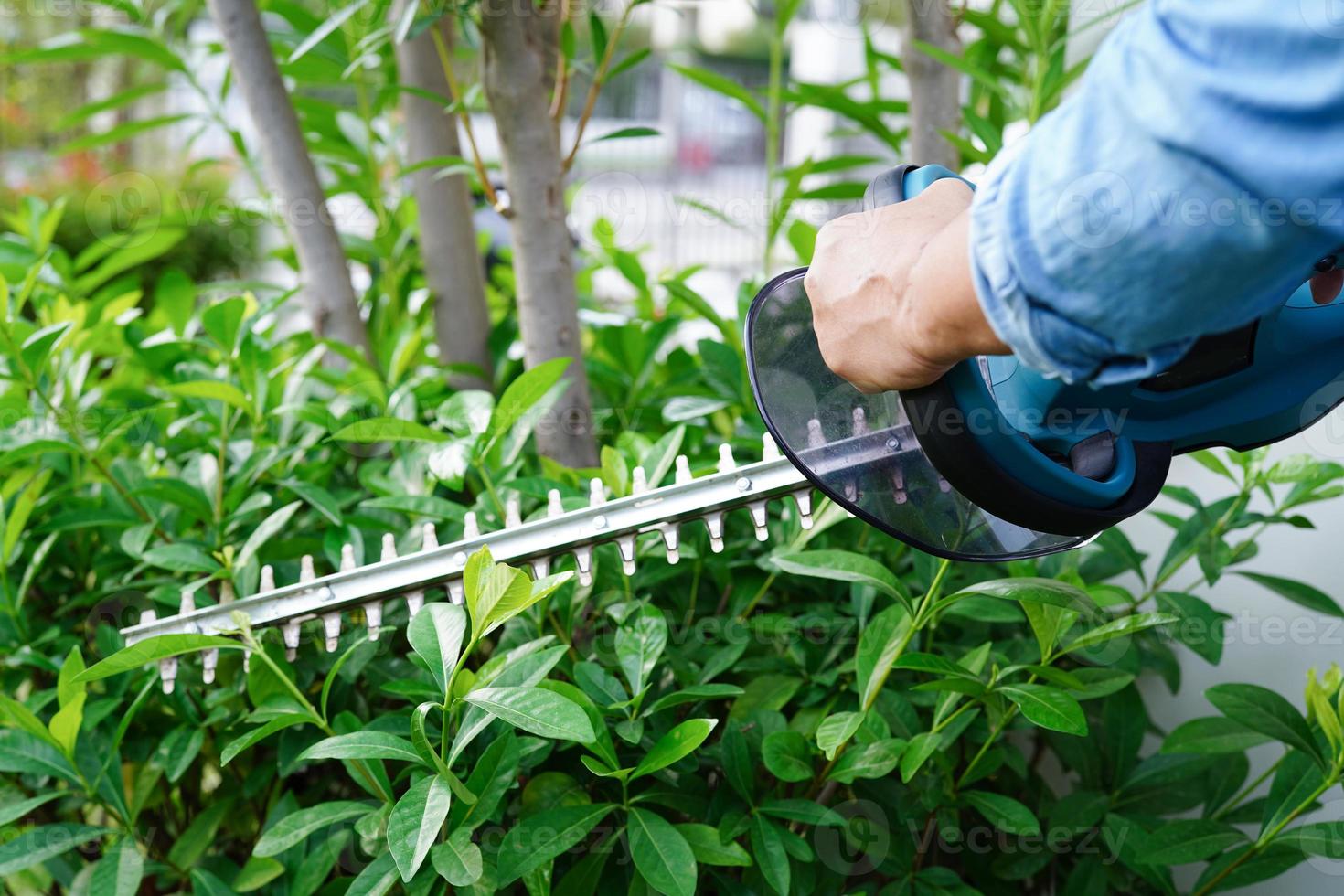 Gardener trimming bush by electric hedge clippers in garden. Hobby at home. photo