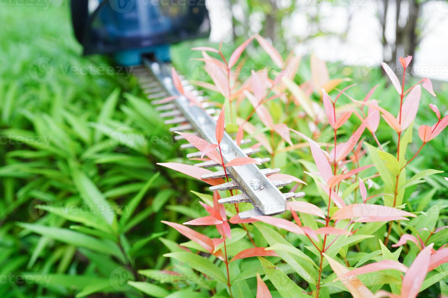 Gardener trimming bush by electric hedge clippers in garden. Hobby at home. photo