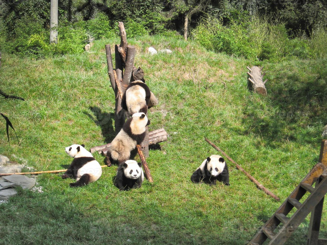Pandas enjoying together in the nature reserve photo