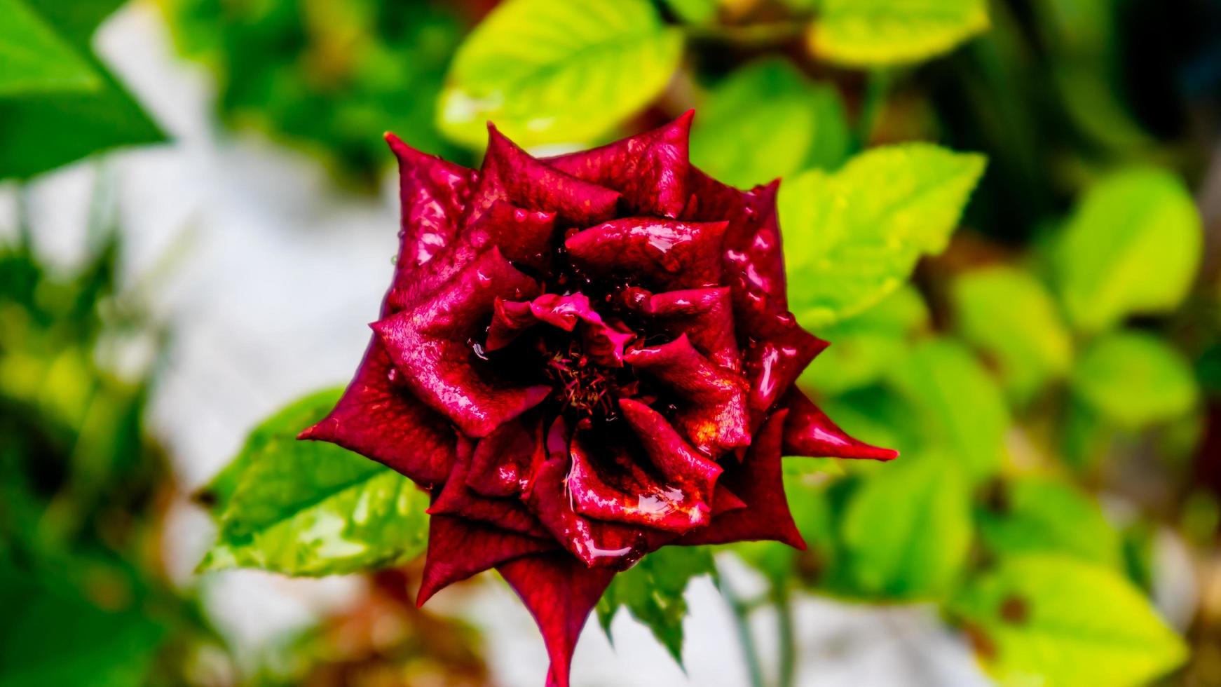 beautiful and stunning rose flowers as background photo