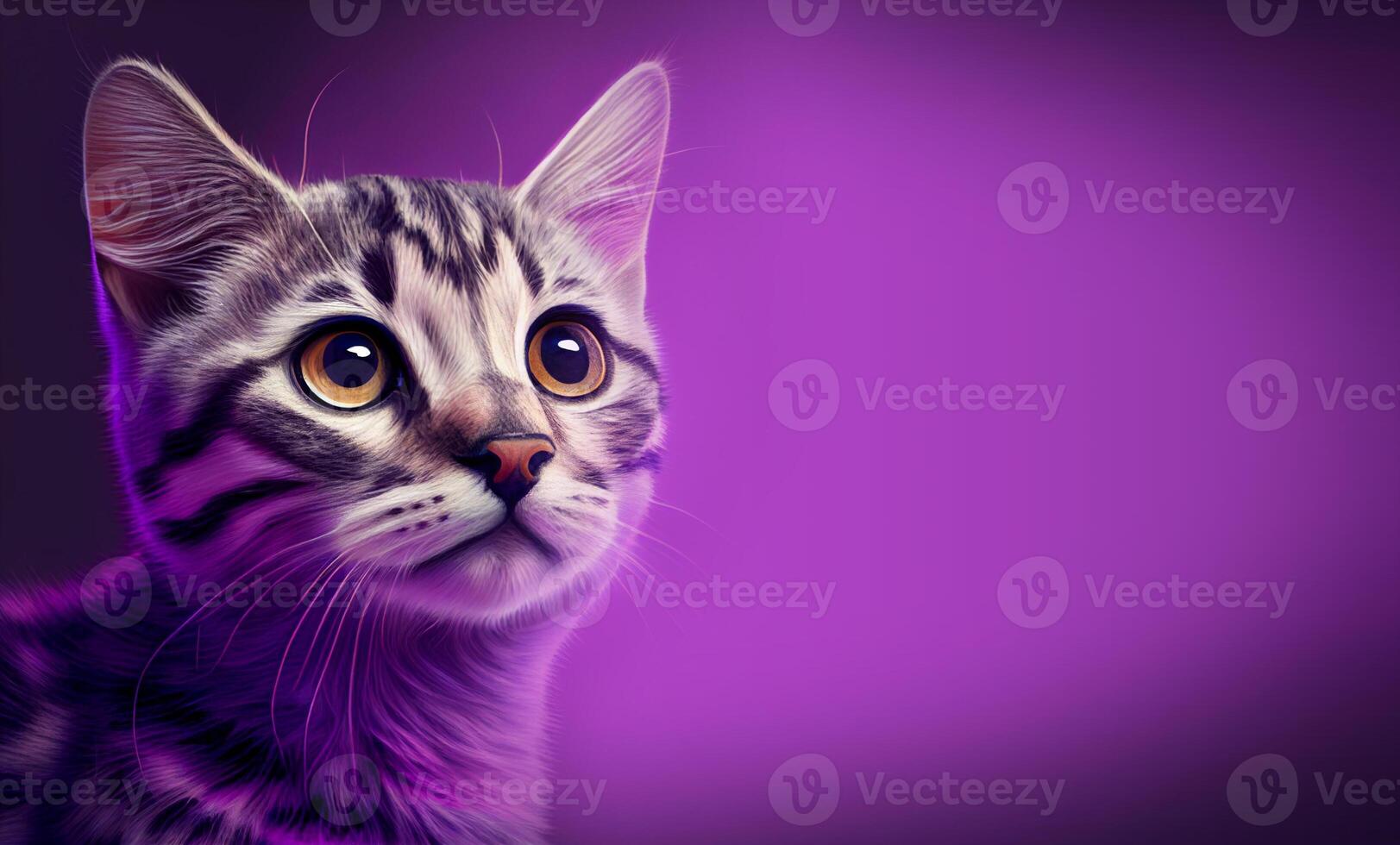 Tabby Cat on Purple Background photo