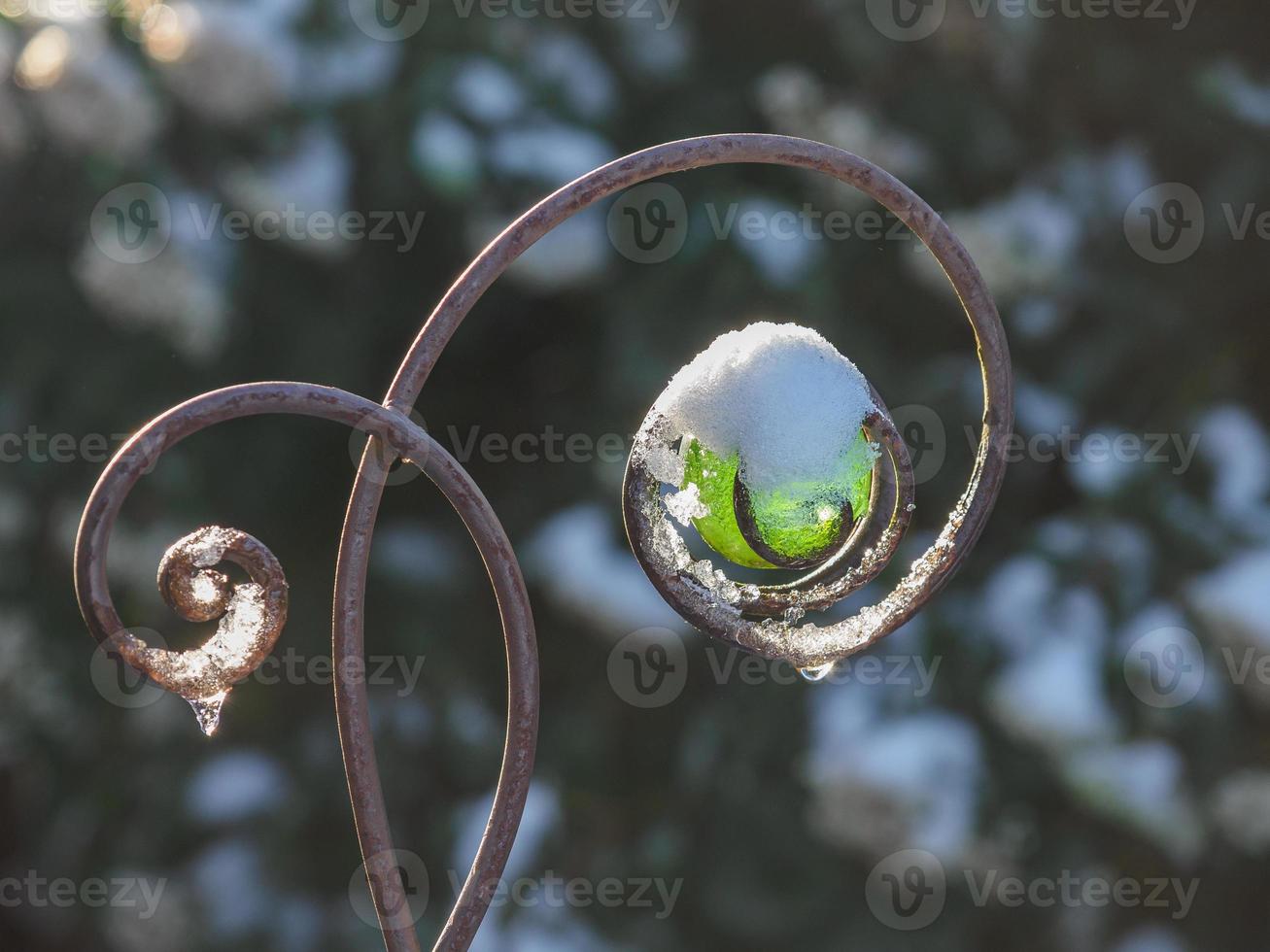 winter time in the garden photo