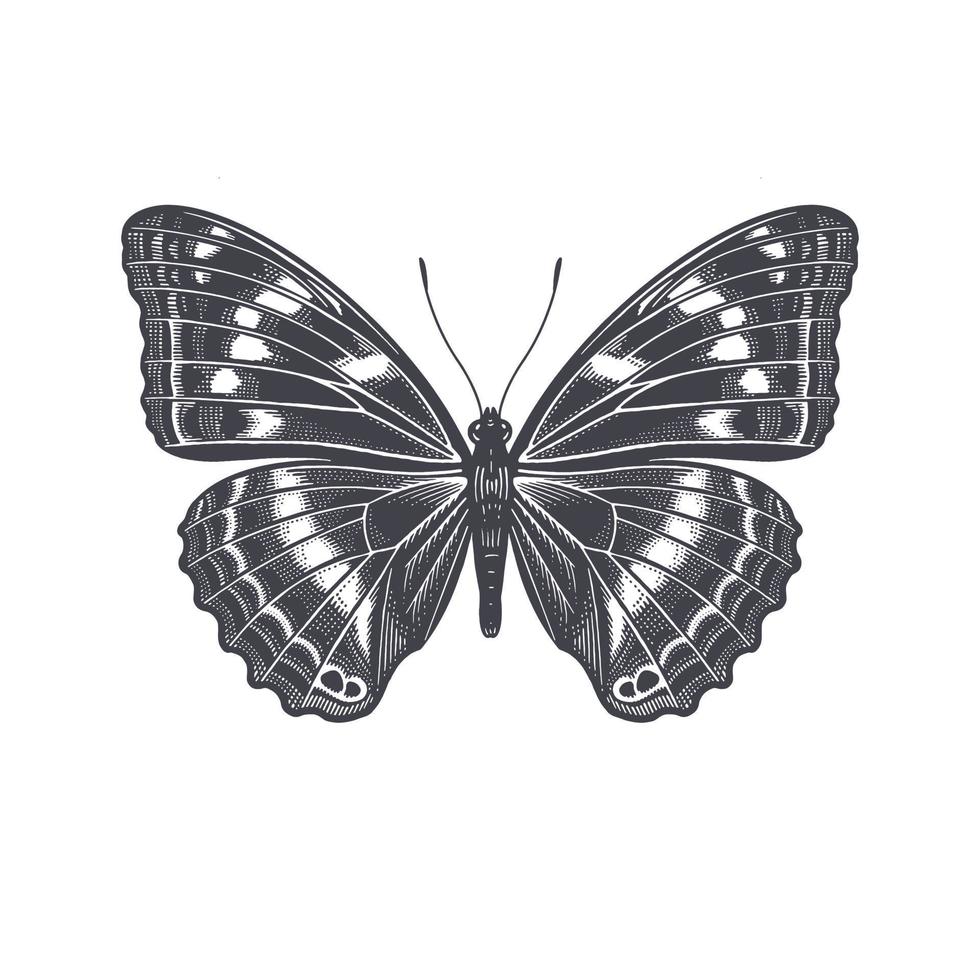 Butterfly isolated on white background. Vector