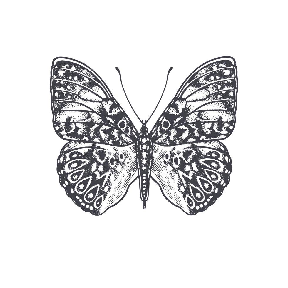 mariposa aislado en blanco antecedentes. vector