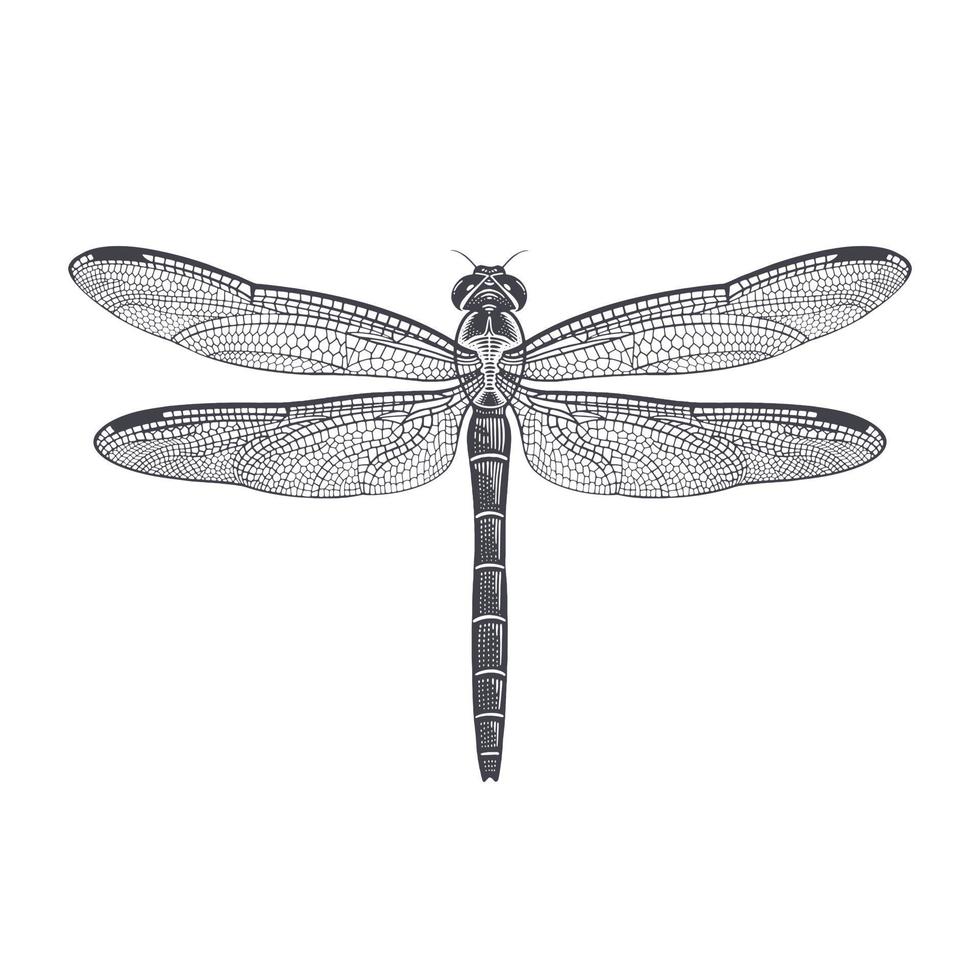 Black and white illustration of Dragonfly isolated. Vector