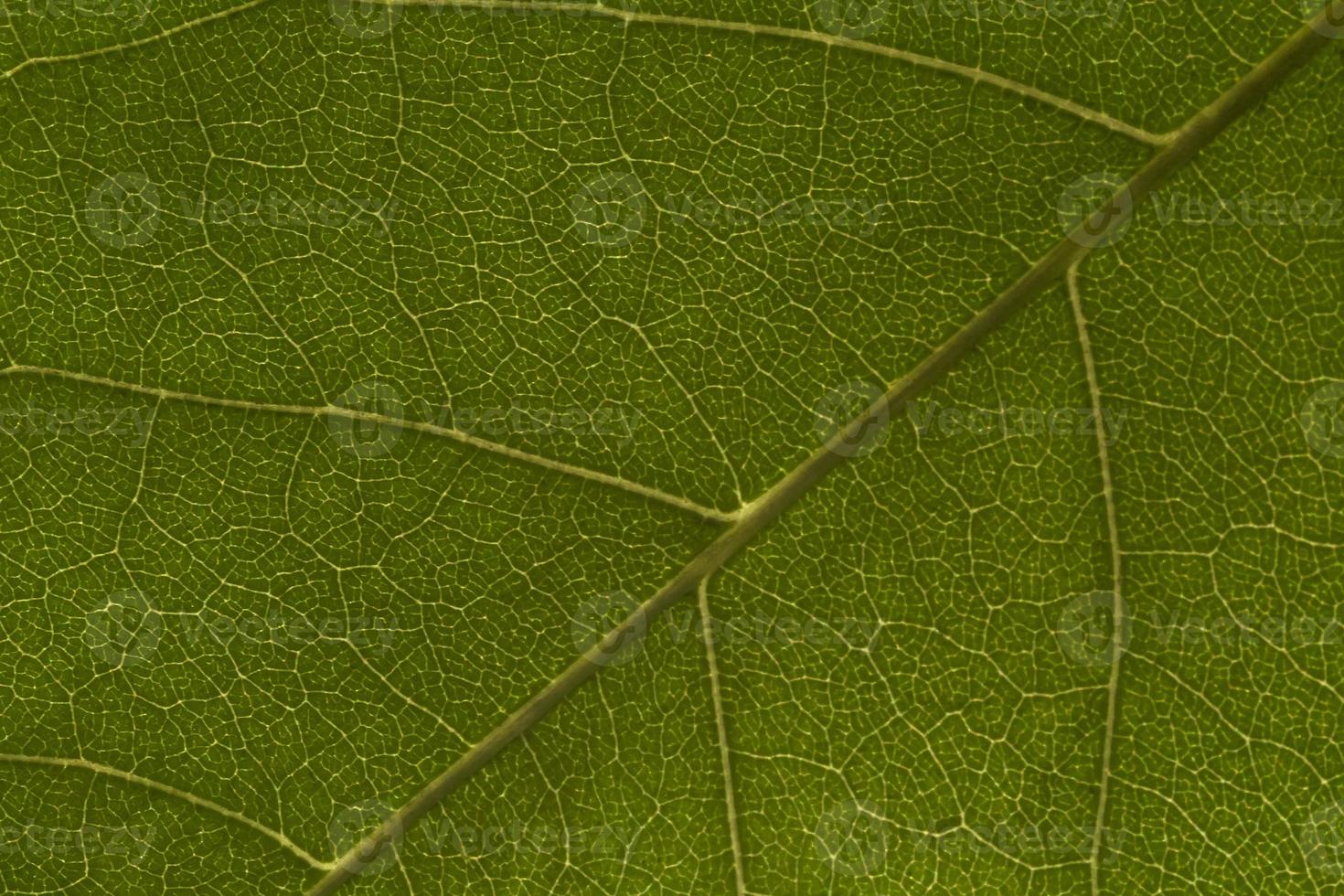close up of green leaf photo