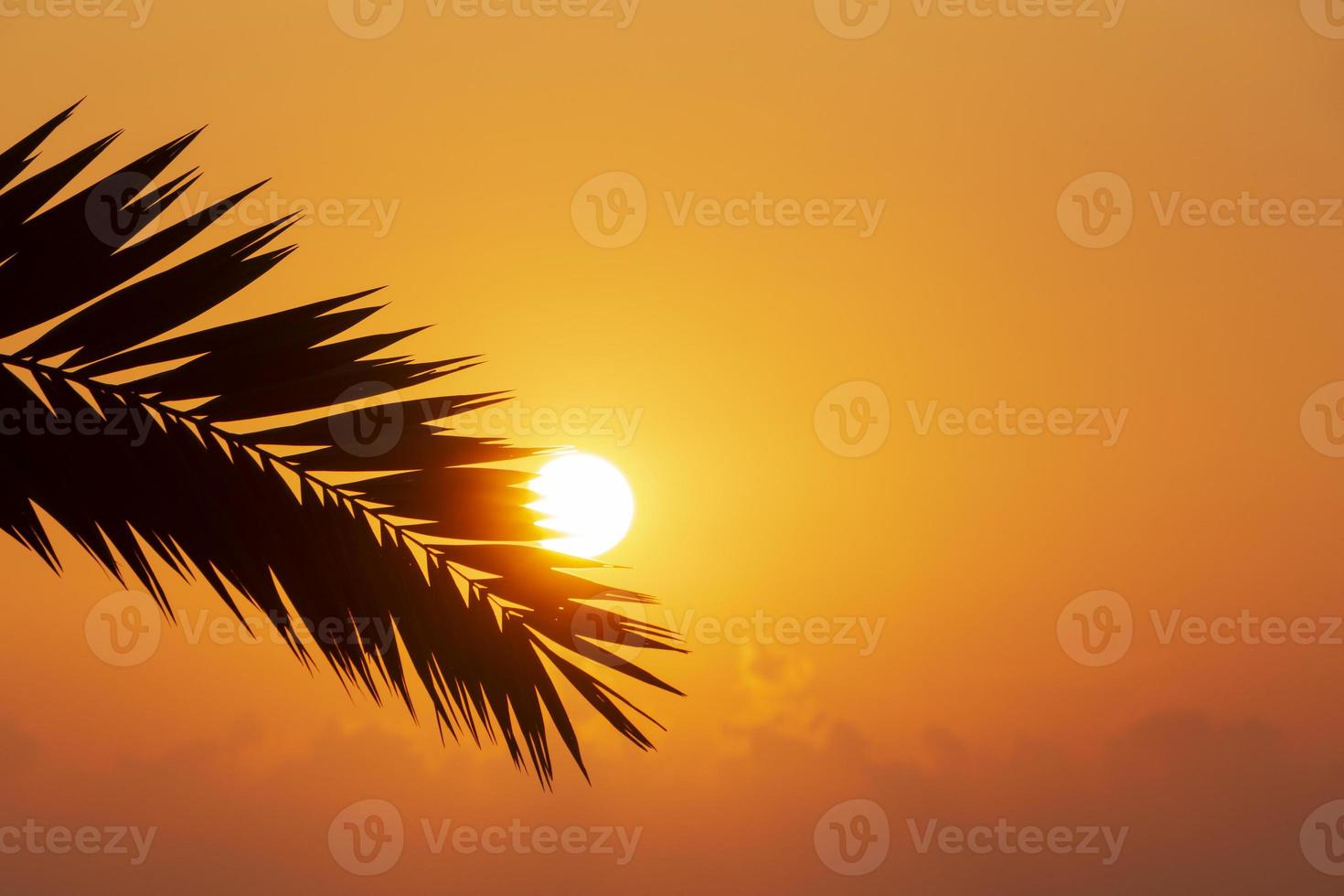 iew on sunrise through silhouette of palm tree leaf photo