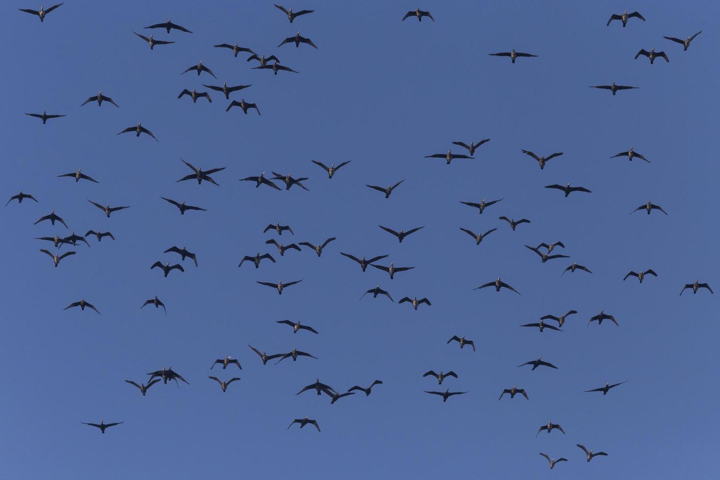 flock of great cormorants flying in a blue sky photo