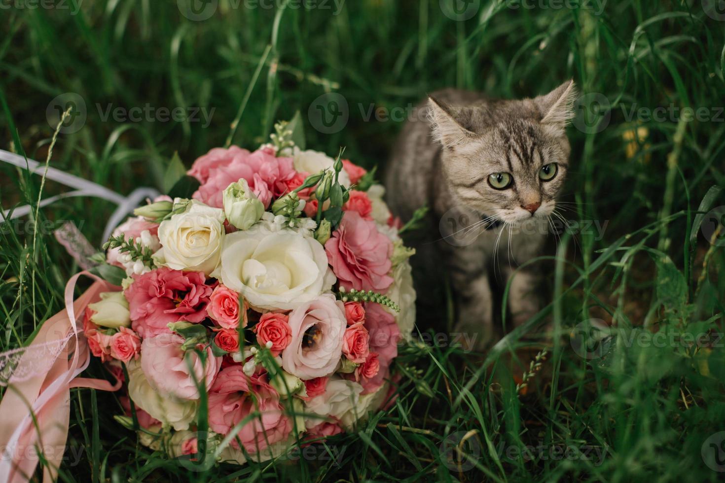 On the couch next to the bride's bouquet beautiful home brown cat. Cat, flowers, sofa, bouquet, wedding, morning, house, room, invitation, holiday, celebration, kitten photo