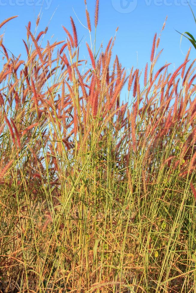 Squirrel grass flowers that grow along the way in the rainy and cold seasons are blooming beautifully and fluttering in the wind is what nature has created. photo