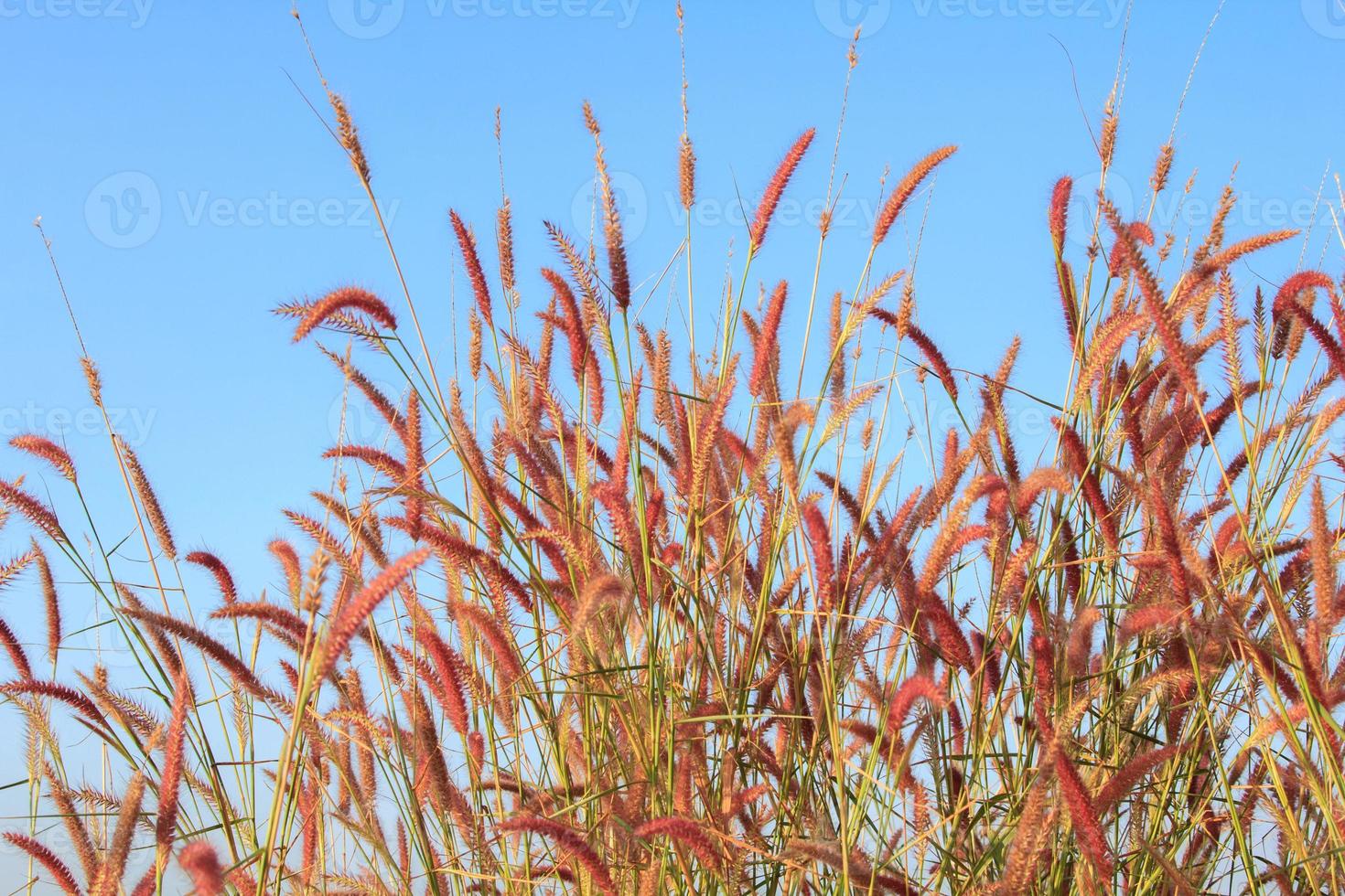 Squirrel grass flowers that grow along the way in the rainy and cold seasons are blooming beautifully and fluttering in the wind is what nature has created. photo