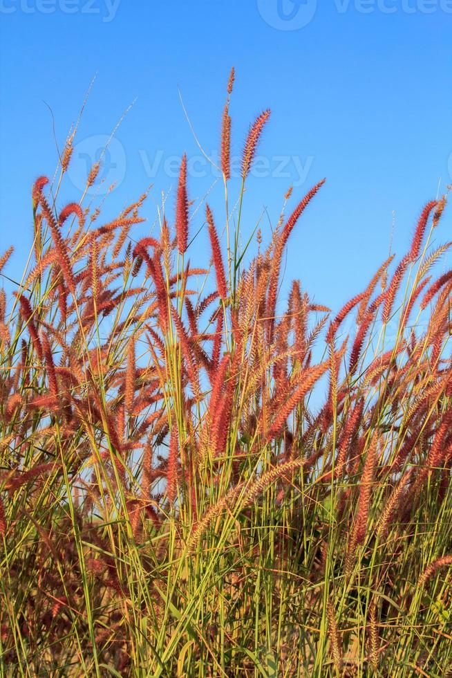 Squirrel grass flowers that grow along the way in the rainy and cold seasons are blooming beautifully and fluttering in the wind is what nature has created. photo