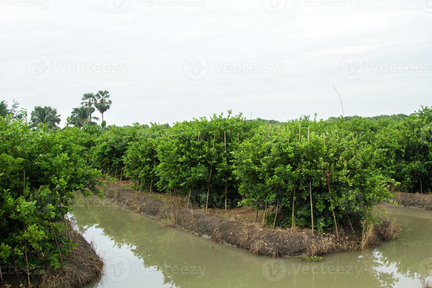 lozano Lima arboles son creciente y acerca de a rendimiento en el agua rico en minerales foso. a nutrir el crecimiento de rural agricultores en Tailandia quien crecer para rebaja y Procesando. foto