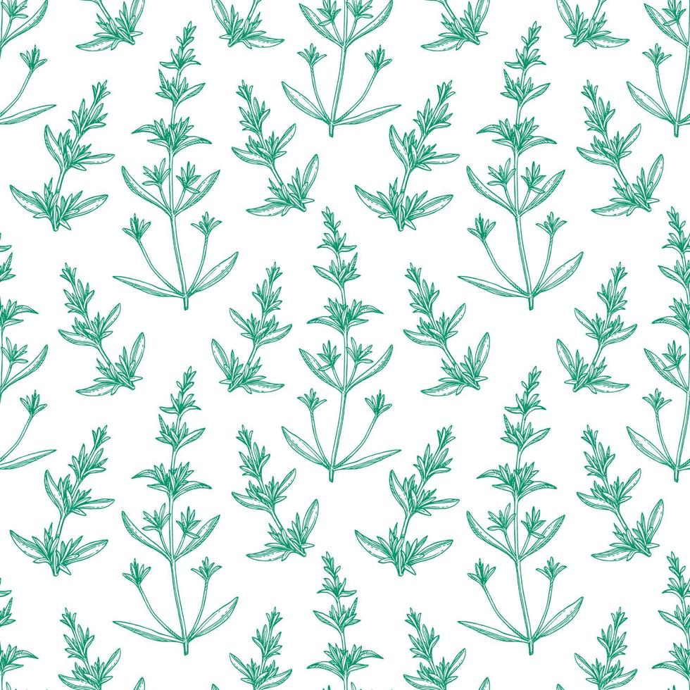 Seamless pattern with savory. Summer or spring background. Hand drawn vector illustration.