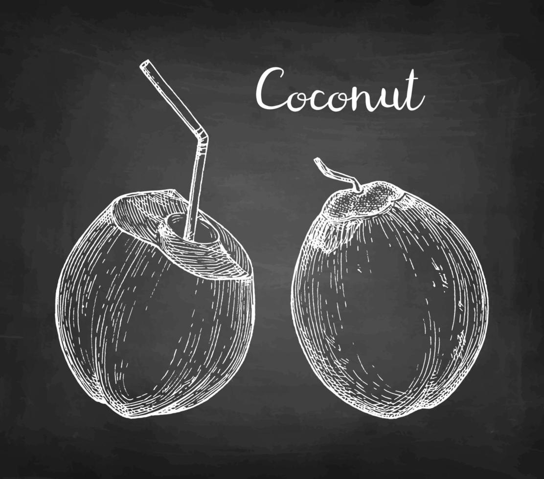 Young green coconuts. Chalk sketch on blackboard background. Hand drawn vector illustration. Retro style.