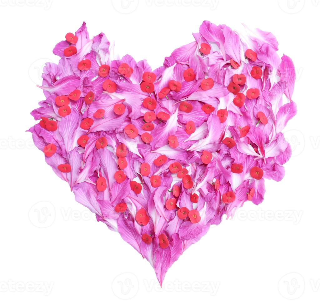 Petals of bauhinia and euphorbia roses flower in heart shape isolated on white background. photo