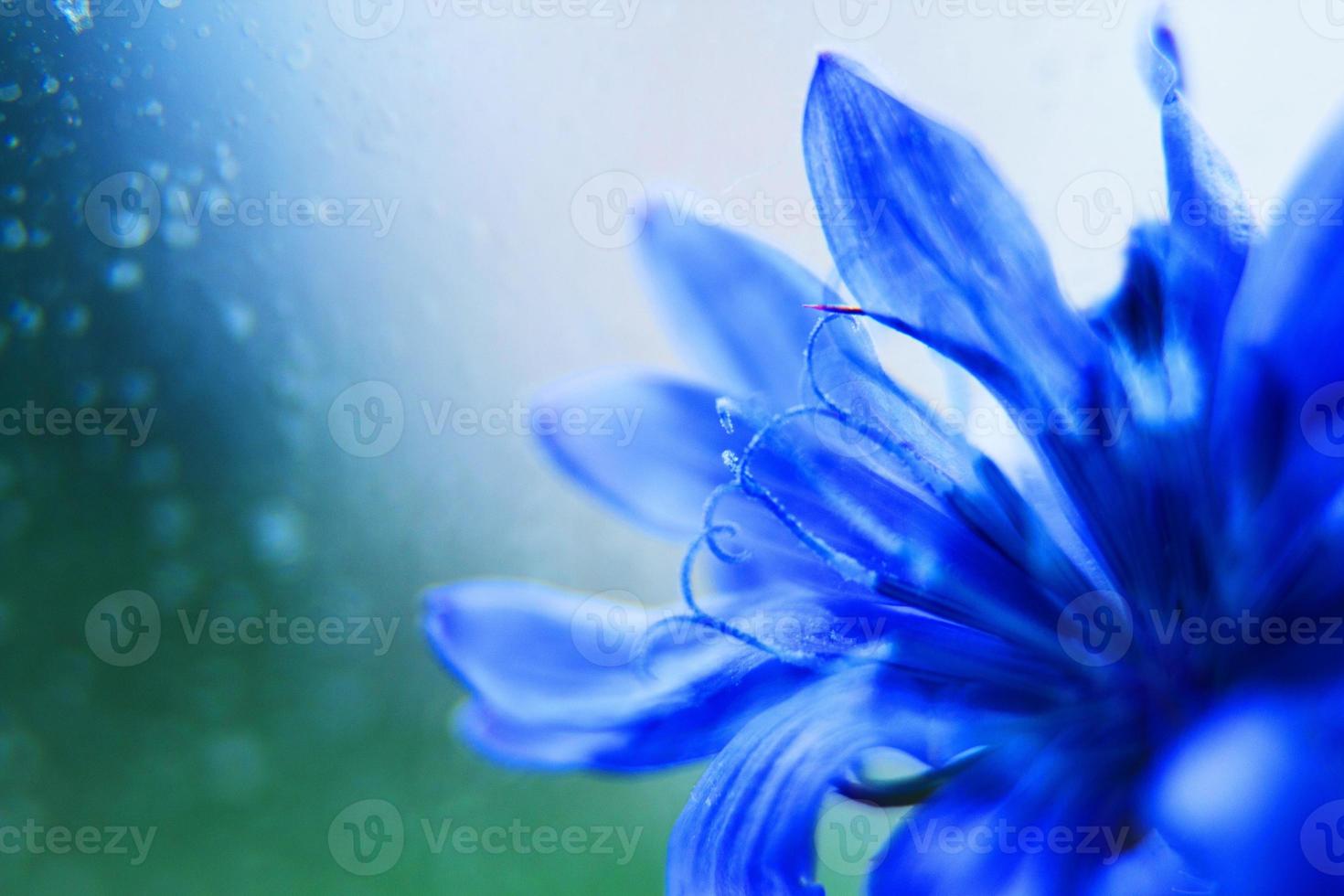 blue flower close-up. cornflower. empty space for a text photo