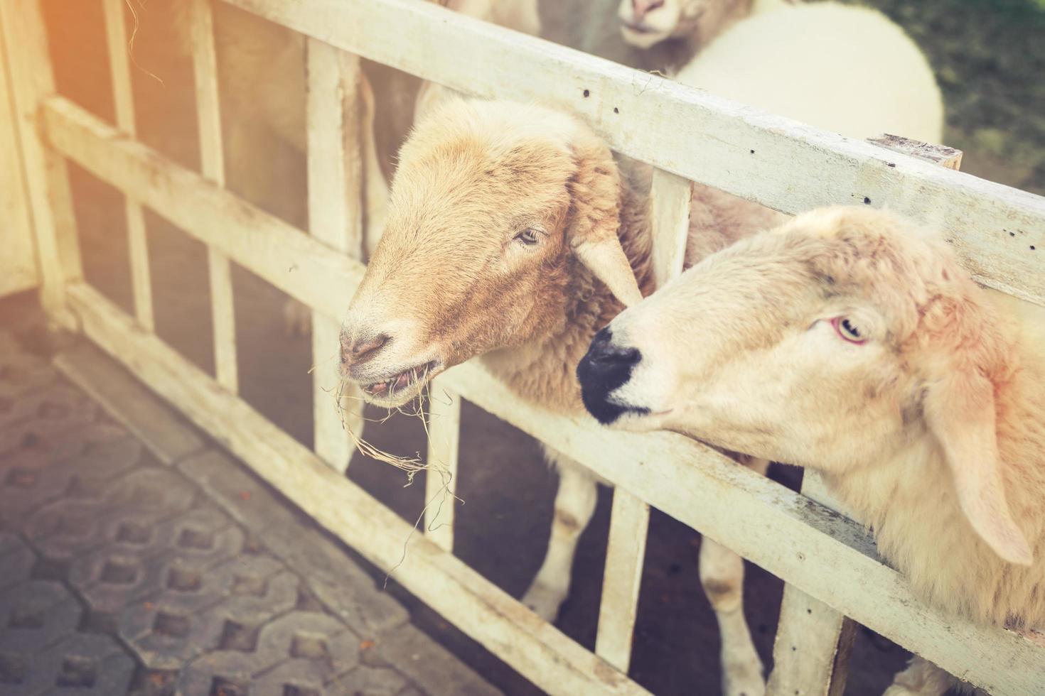 Cute funny happy sheeps at outdoor gerden nature field valley.vintage filtered image. photo