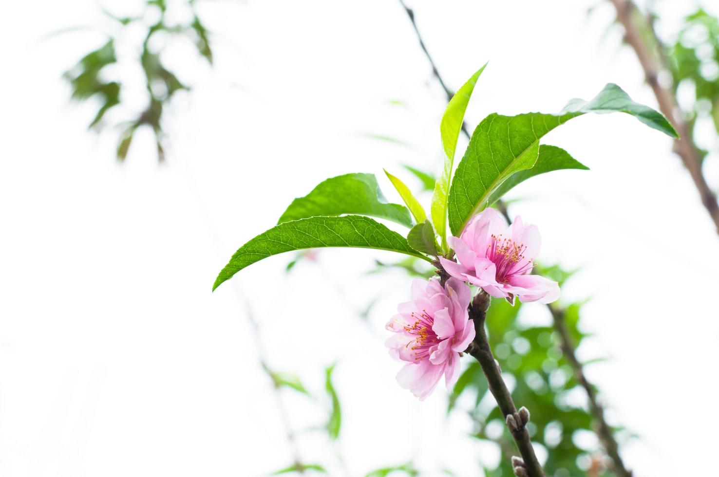 Peach flower blossom natural background.Peach flowers pink in garden photo