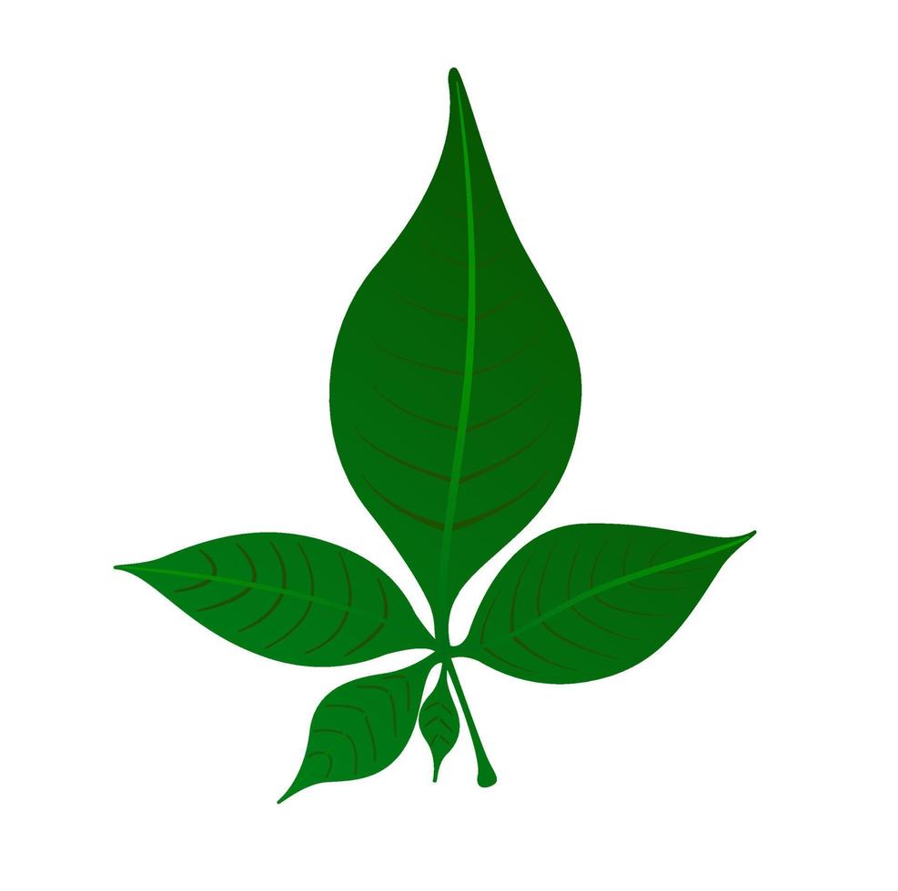 A green five leaf belpatra vector icon. Green left which likes lord Mahadev.