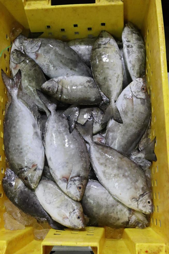 pescado en amarillo caja mar comida fuera puerta foto