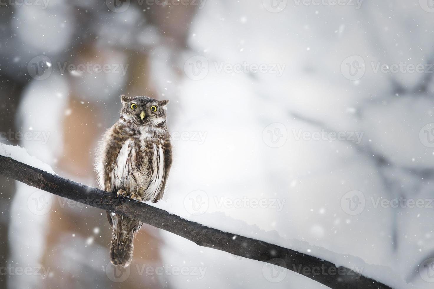 búho en invierno bosque en tocón. pigmeo pequeño pájaro vía nevada. pequeño búho en natural hábitat. glaucidio passerinum foto