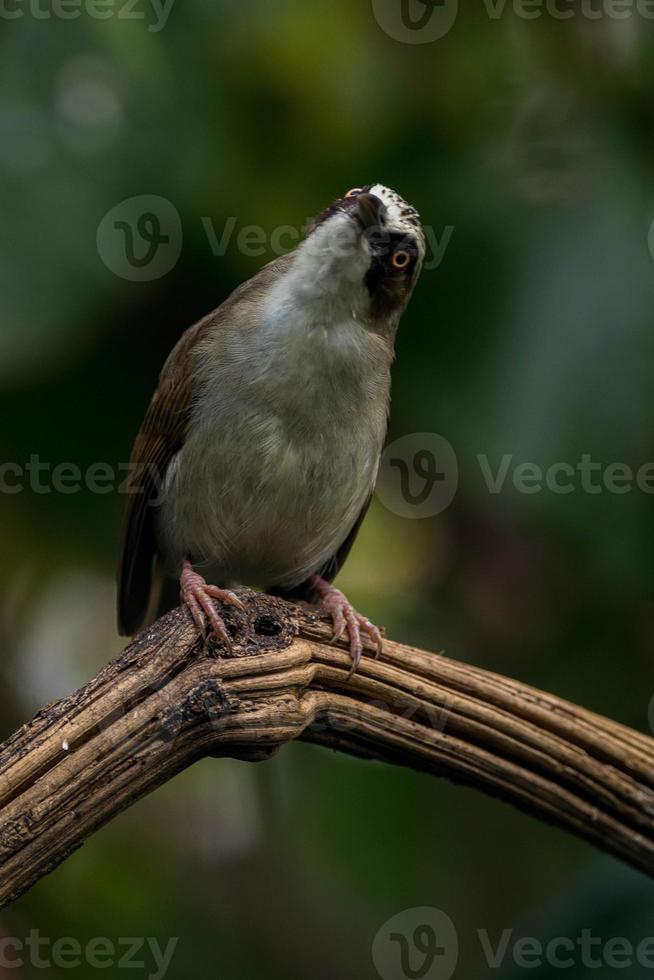 The thick-billed heleia Heleia crassirostris, also known as the Flores white eye, is a species of bird in the family Zosteropidae photo