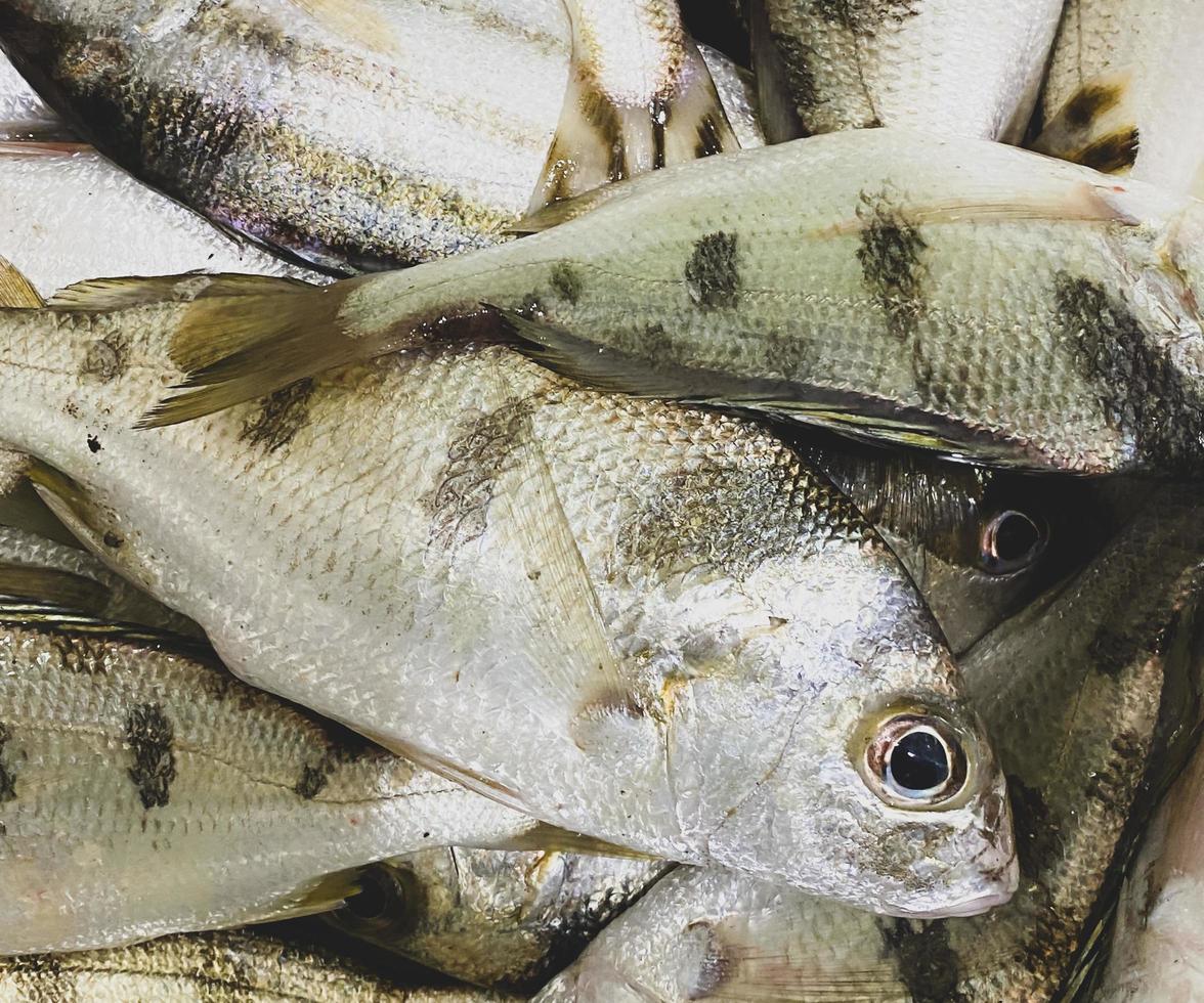 Fresh Yellow-stripe scad or Thinscaled trevally with shell at  seafood market for sale ,Fresh Yellow-stripe scad or Thinscaled trevally are at  seafood market,Yellow-stripe scad or Thinscaled trevally photo