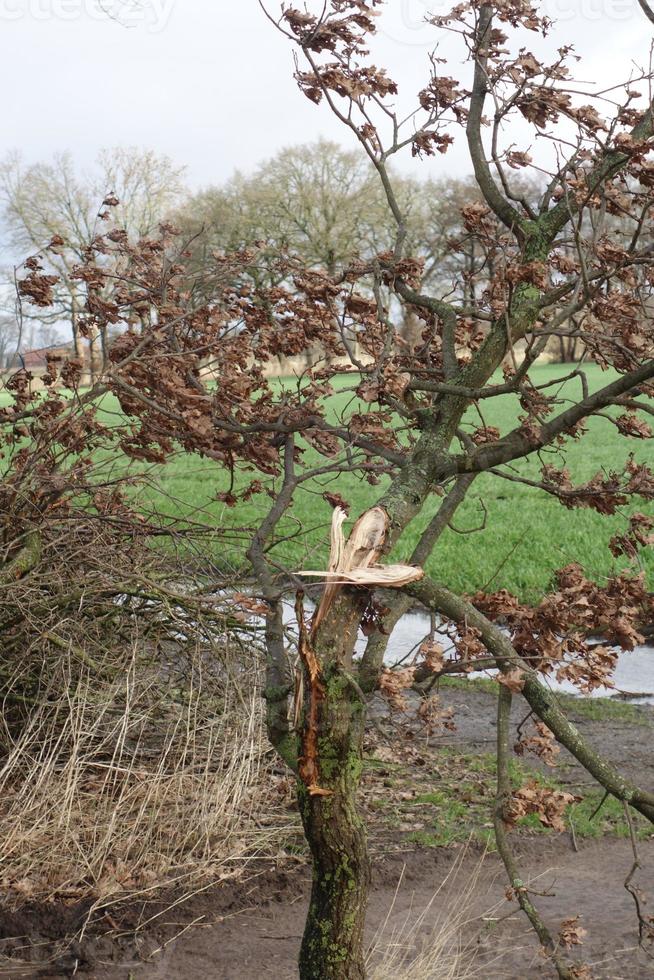 Small tree after storm photo
