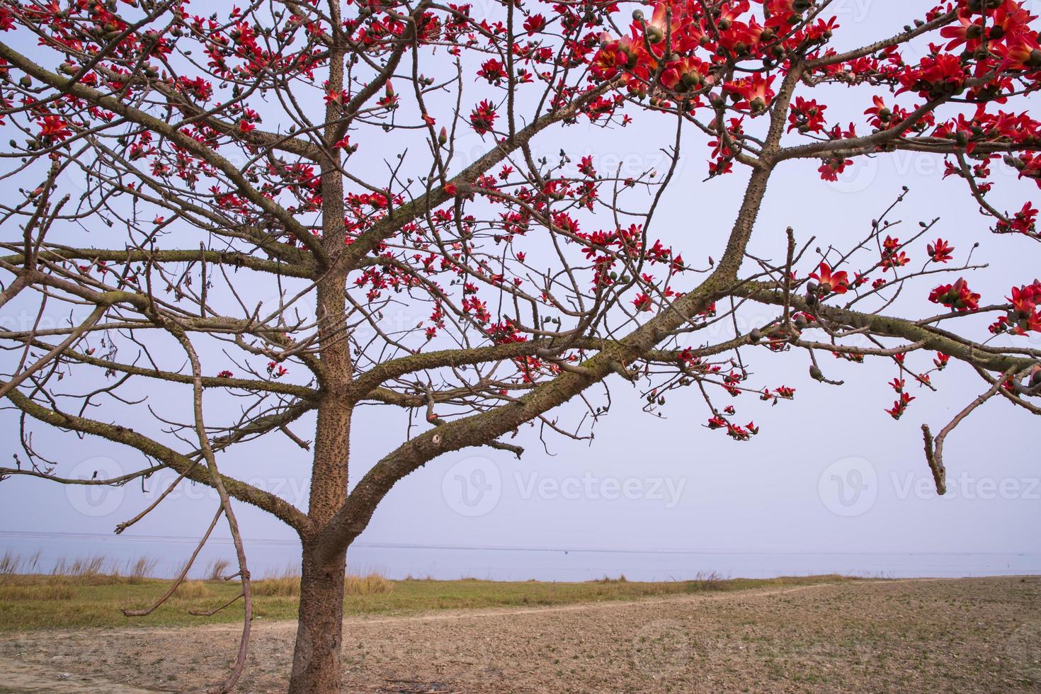 Flowers of Bombax ceiba tree on the blue sky background photo