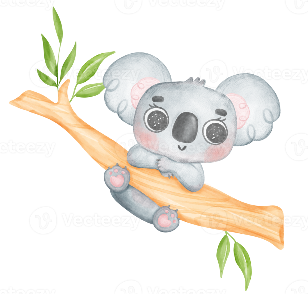 Cute Fuzzy-Eared innocence baby Koala on a tree branch watercolour Illustration png