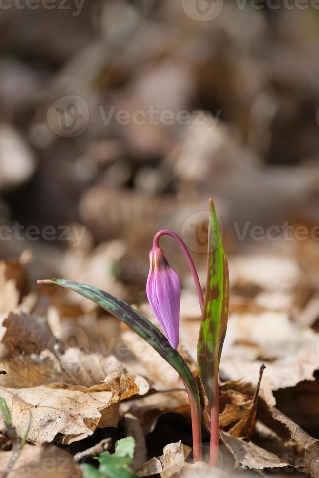 Blooming Dog Tooth Violet in the wild photo