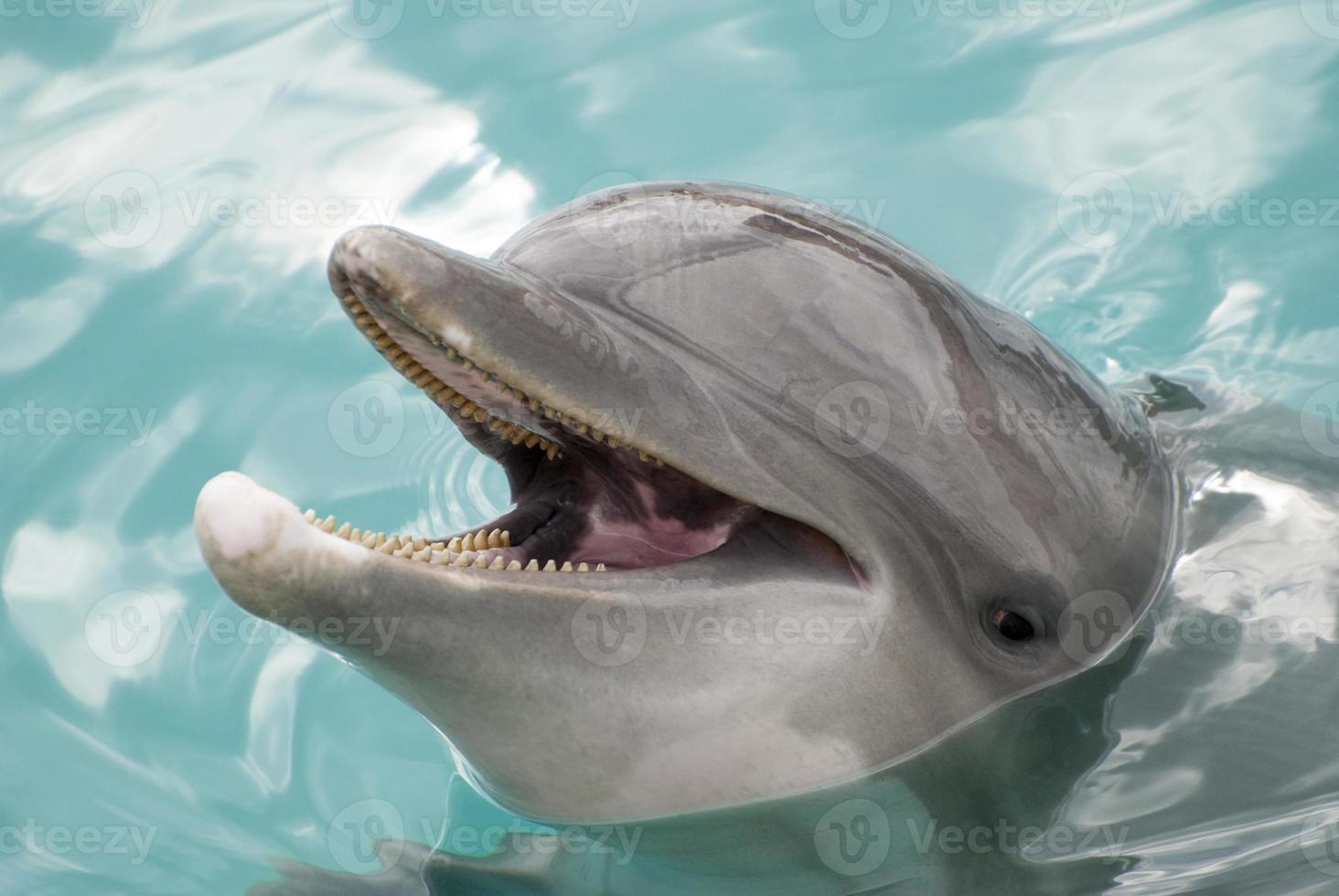 The Dolphin Close View In Cozumel Island Dolphinarium photo