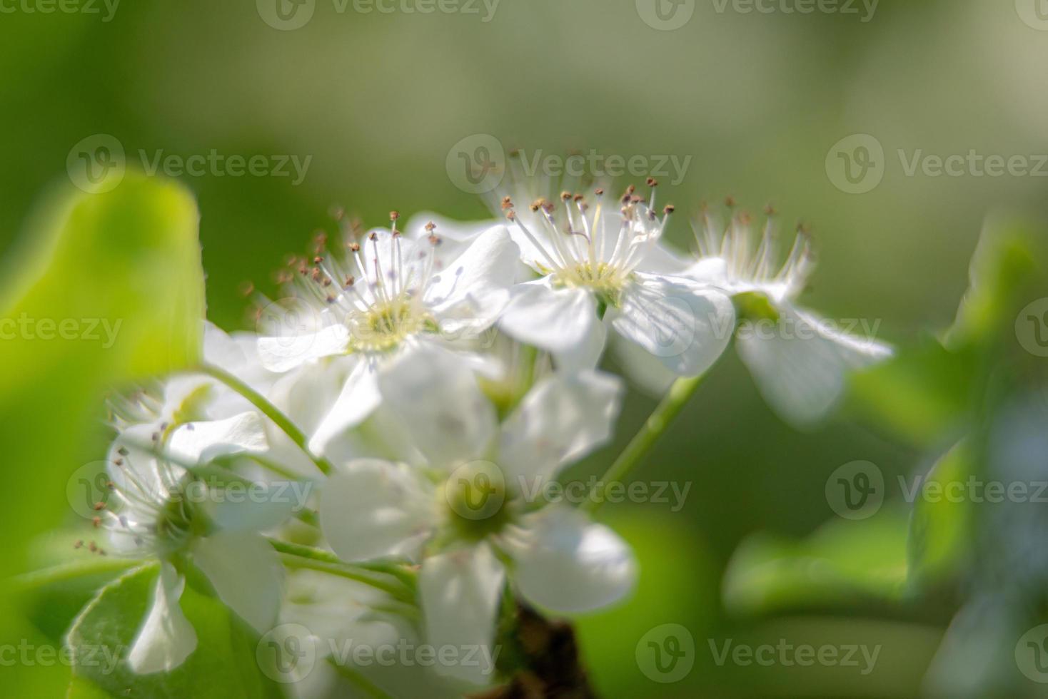 ornamental pear tree blossoms early spring in march photo