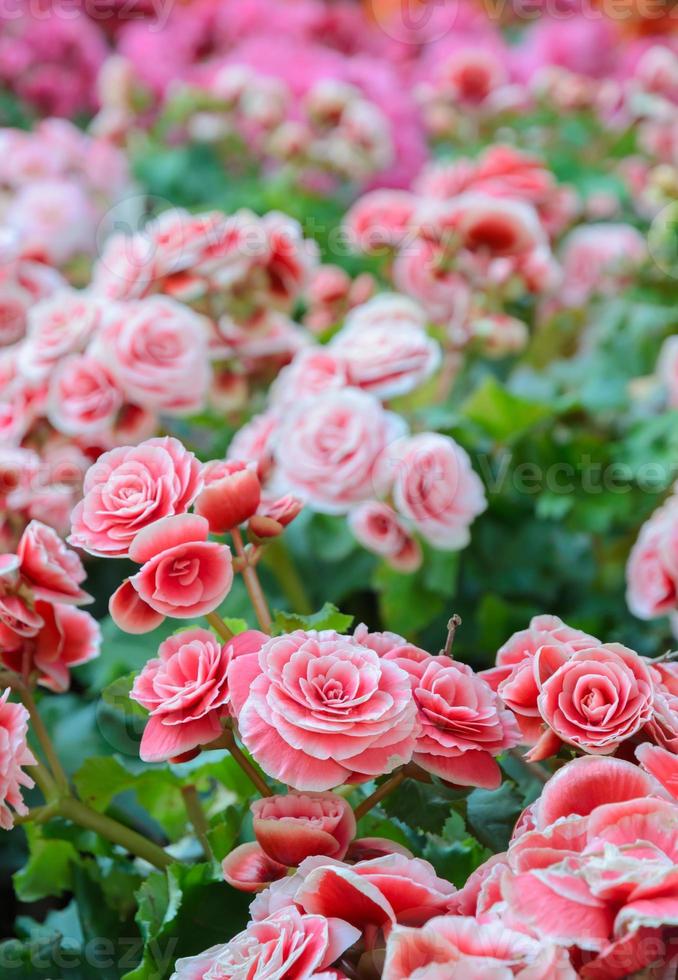 Pink Begonia blossoms photo