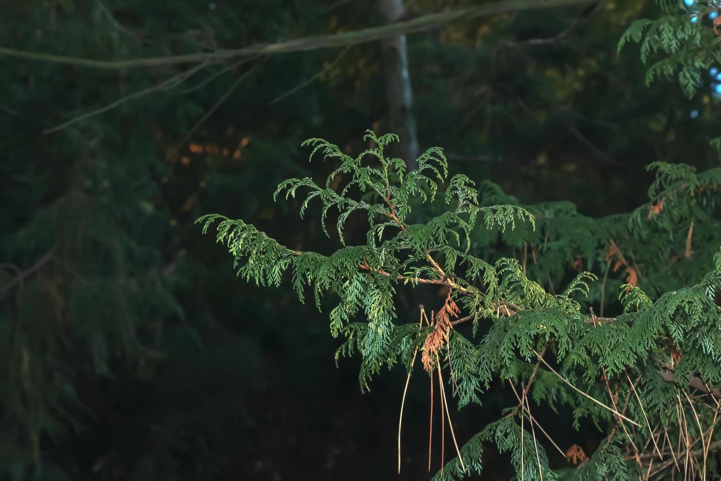 Close-up of a branch of cypress Chamaecyparis pisifera in a hedge in a garden in winter. photo