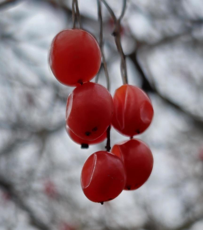 Coral viburnum or Viburnum opulus, branches without leaves, red fruit. Red berries of viburnum after winter on a blurred background. Spring season. photo