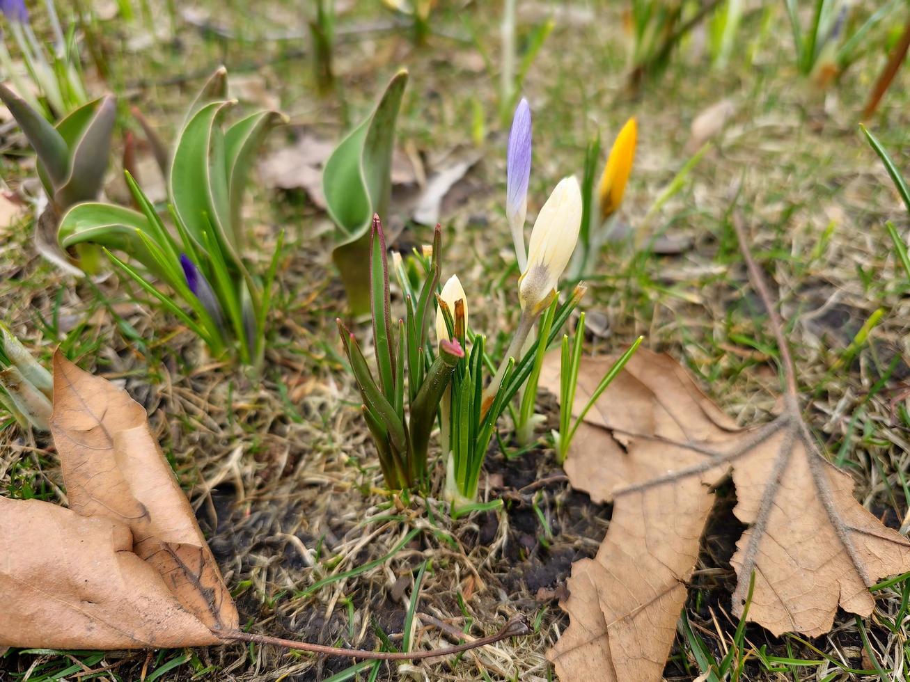 un grupo de vistoso azafrán con sin abrir brotes en temprano primavera en un ciudad parque. foto