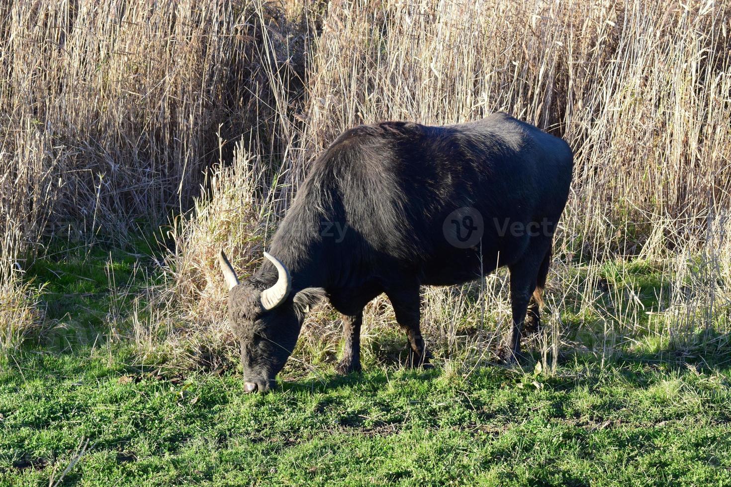 water buffalo eating green grass photo