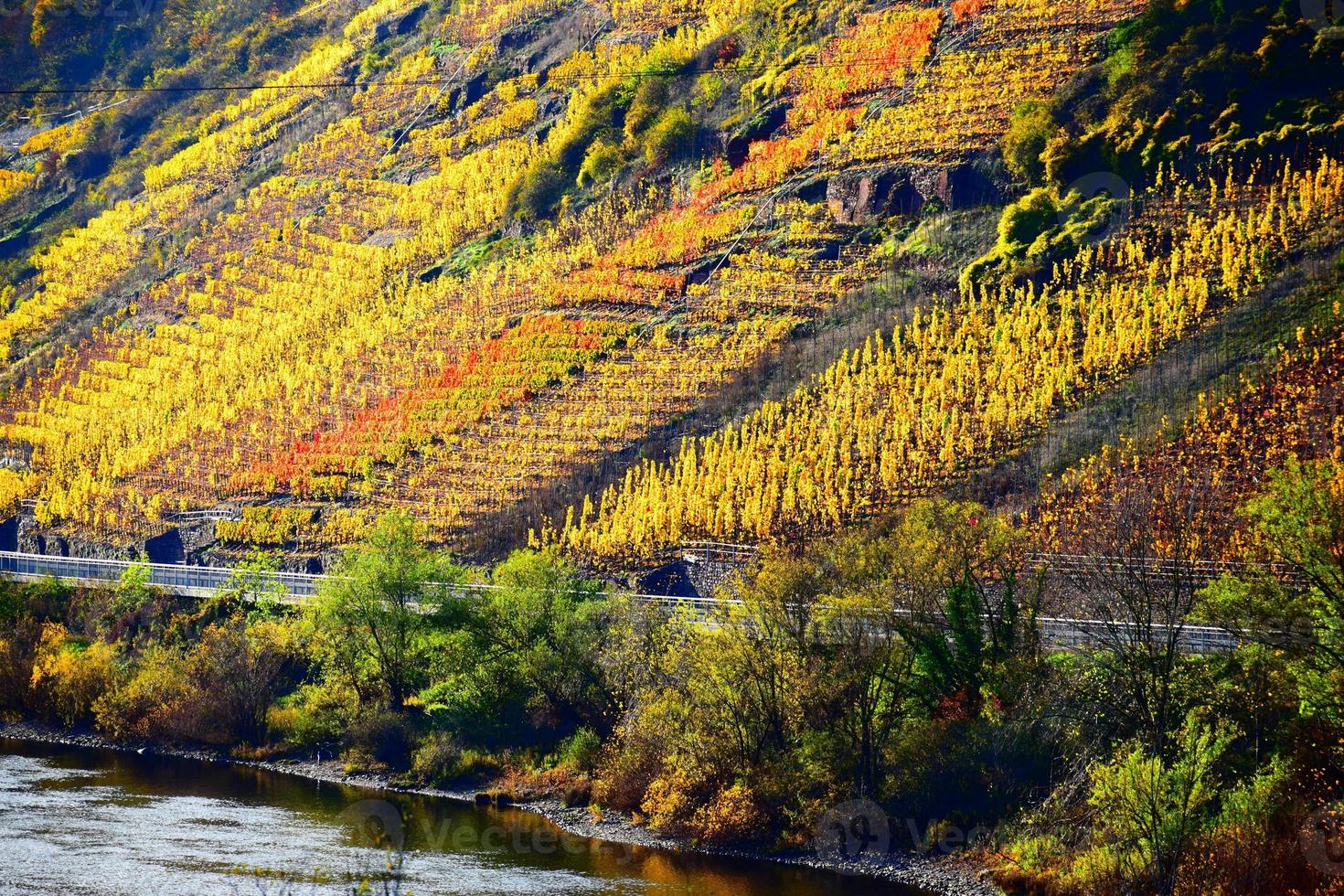 Steep Terraced Autumn Colored Vineyards photo