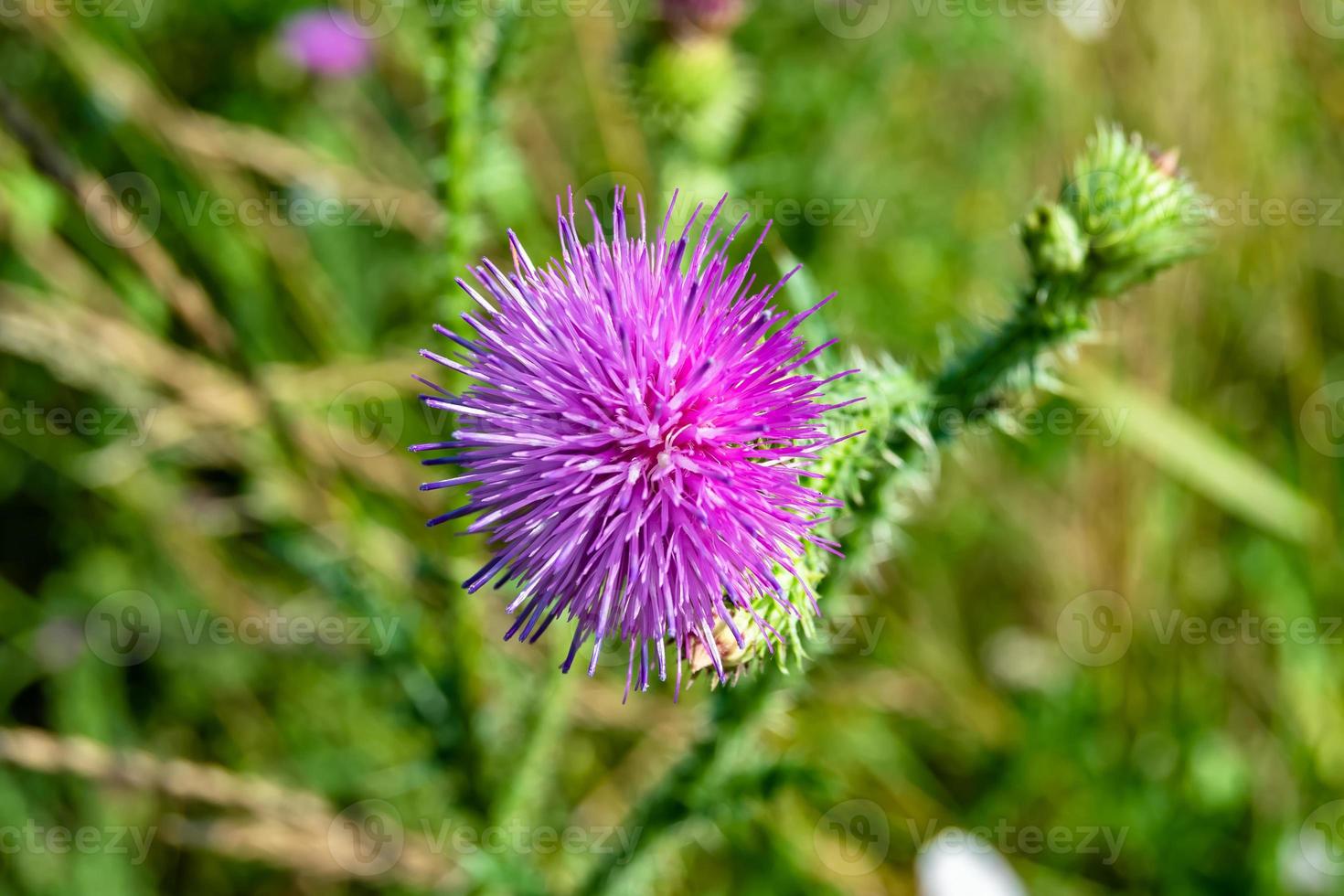 Beautiful growing flower root burdock thistle on background meadow photo
