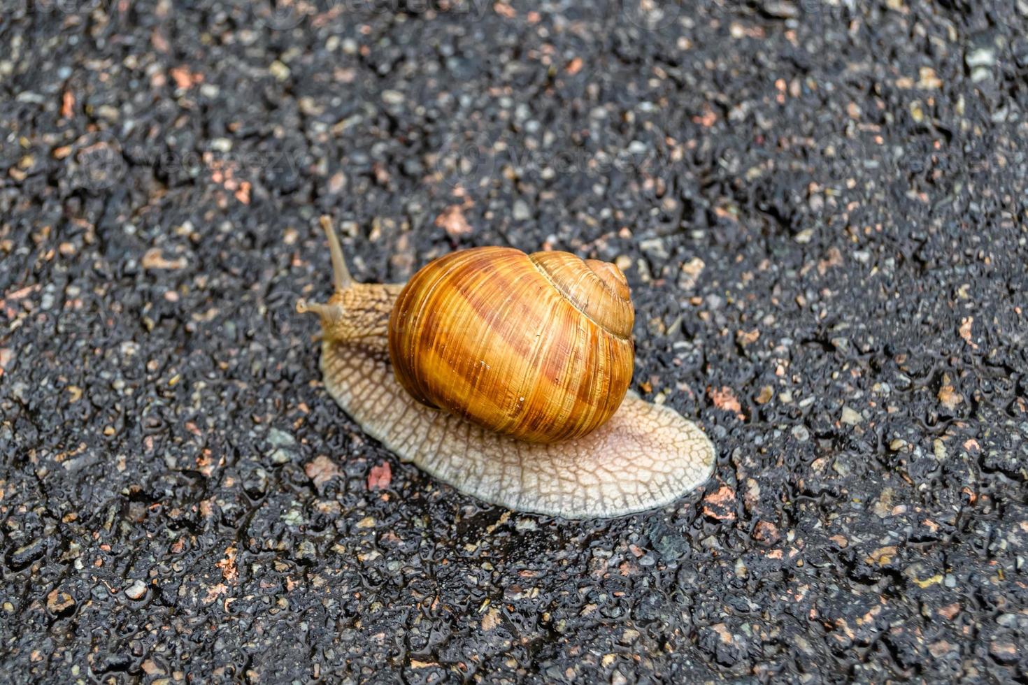 Big garden snail in shell crawling on wet road hurry home photo