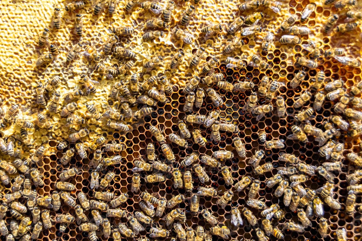 Abstract hexagon structure is honeycomb from bee hive filled photo