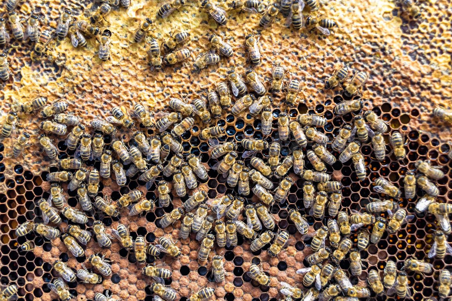 Abstract hexagon structure is honeycomb from bee hive filled photo