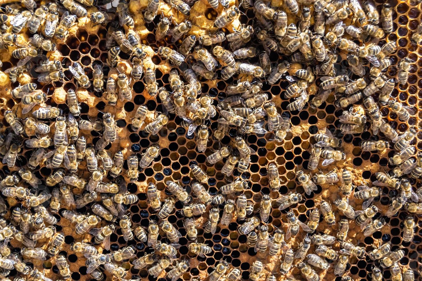 Abstract hexagon structure is honeycomb from bee hive filled photo