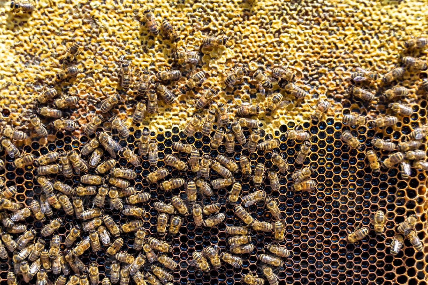 Abstract hexagon structure is honeycomb from bee hive filled photo